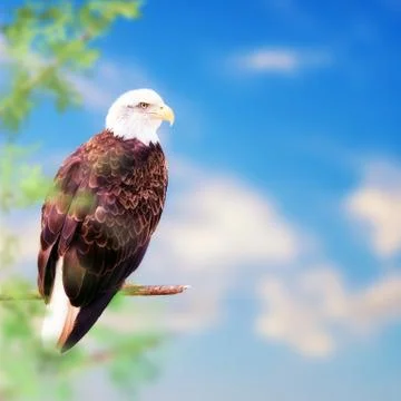 American Bald Eagle Perched on Tree Stock Photos
