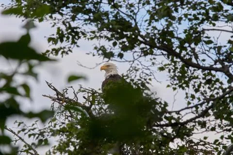 American Bald Eagle perched in a tree Foto stock