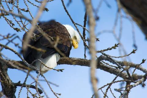 American bald eagle Stock Photos