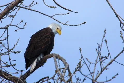 American bald eagle Stock Photos