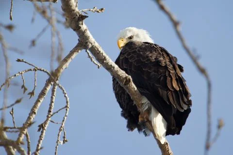 American bald eagle Stock Photos