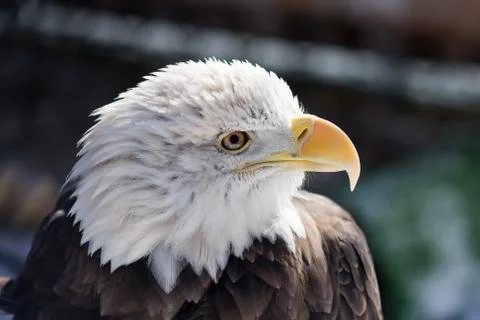 American bald eagle Stock Photos