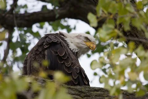 American bald eagle Stock Photos