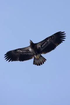 American bald eagle Stock Photos