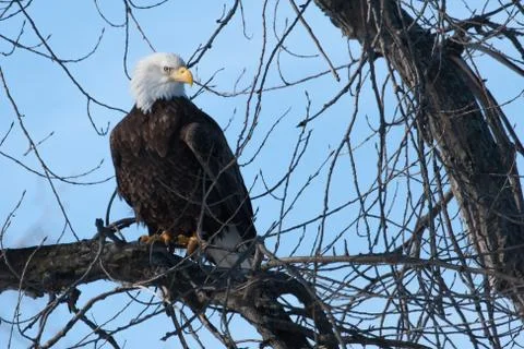 American bald eagle Stock Photos