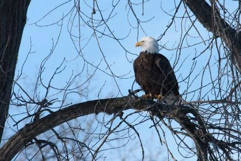 American bald eagle Stock Photos