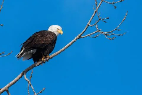 American bald eagle Stock Photos