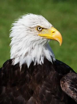 American bald eagle Stock Photos
