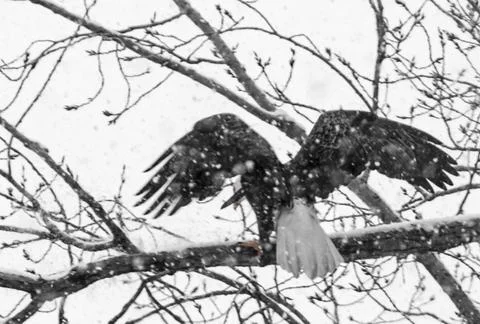 American Bald Eagle Stock-Fotos