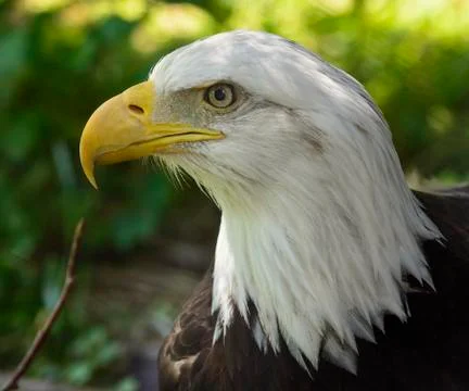 American bald eagle Stock Photos