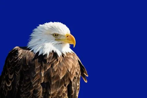 American bald eagle Stock Photos