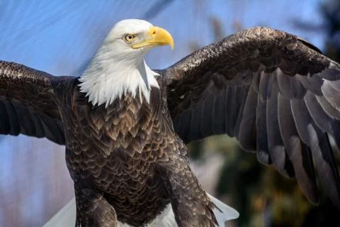 American bald eagle Stock Photos