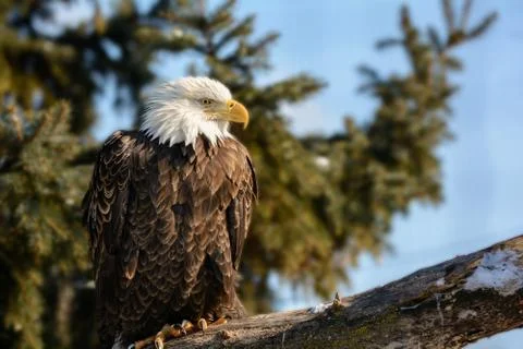 American bald eagle Stock Photos