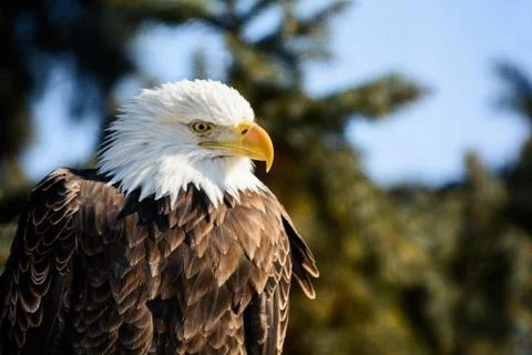 American bald eagle Stock Photos