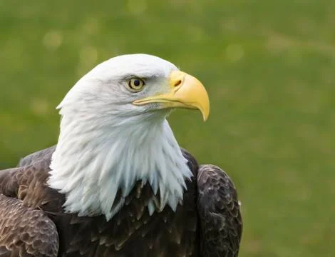 American bald eagle Stock Photos