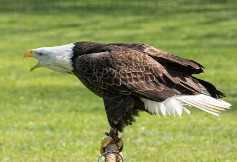 American bald eagle Stock Photos