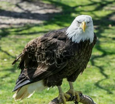 American bald eagle Foto stock