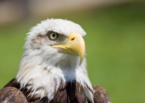 American bald eagle Stock Photos