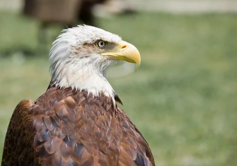 American bald eagle Stock Photos