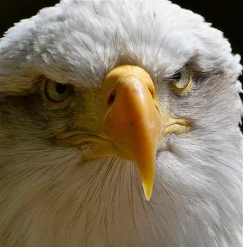 American Bald Eagle Stock Photos