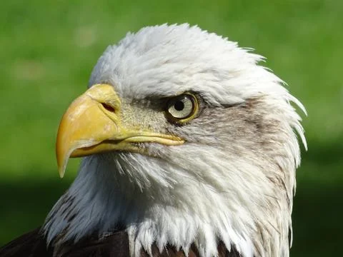 American Bald Eagle Stock Photos