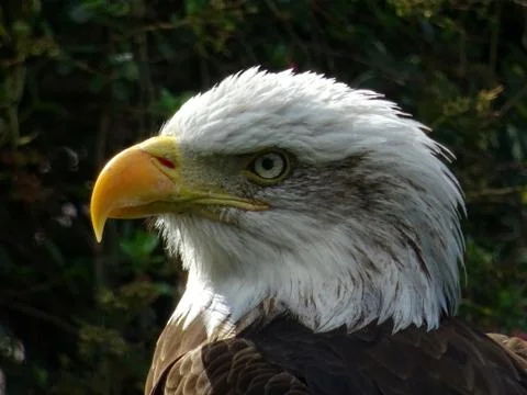 American Bald Eagle Stock Photos