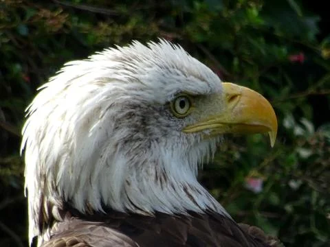 American Bald Eagle Stock Photos