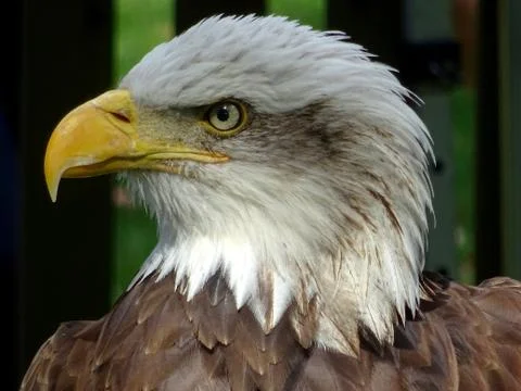 American Bald Eagle Stock Photos