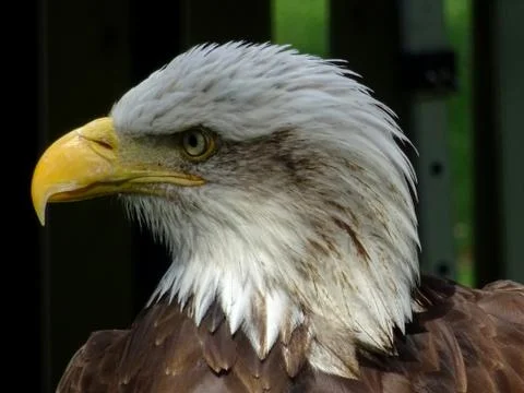 American Bald Eagle Stock Photos