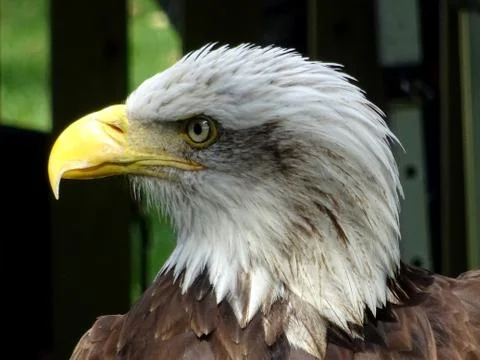American Bald Eagle Stock Photos