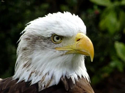 American Bald Eagle Stock Photos