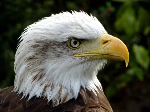 American Bald Eagle Stock Photos