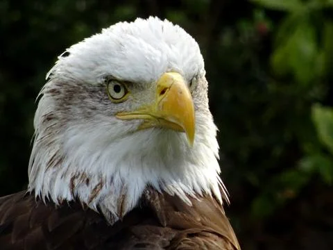 American Bald Eagle Stock Photos