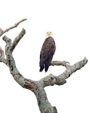 American Bald Eagle Stock Photos