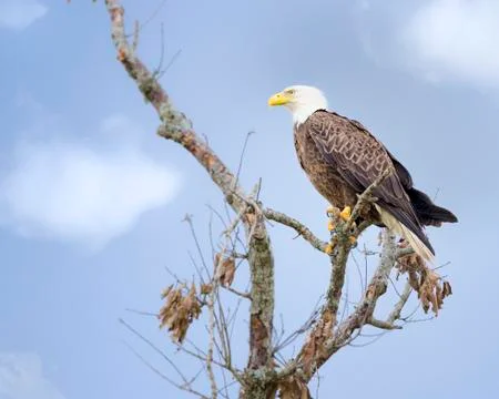 American Bald Eagle Stock Photos
