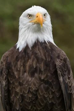American bald eagle Stock Photos