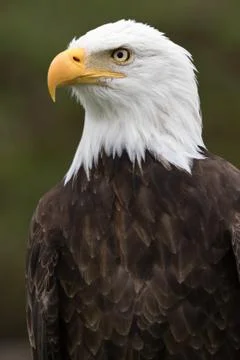 American bald eagle Stock Photos