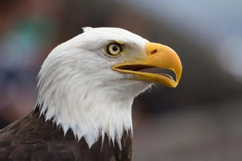 American bald eagle Stock Photos