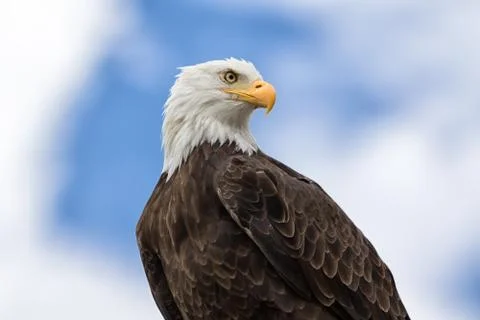 American bald eagle Stock Photos