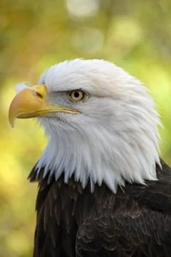 American bald eagle Stock Photos