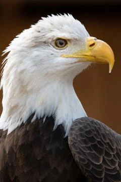 An American Bald Eagle Stock Photos