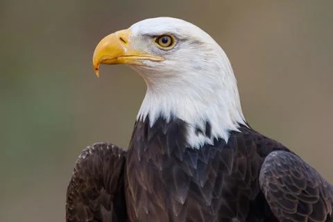 American Bald Eagle Stock Photos