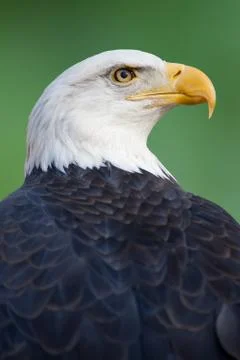 American Bald Eagle Stock Photos
