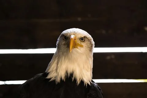 American Bald Eagle 写真素材