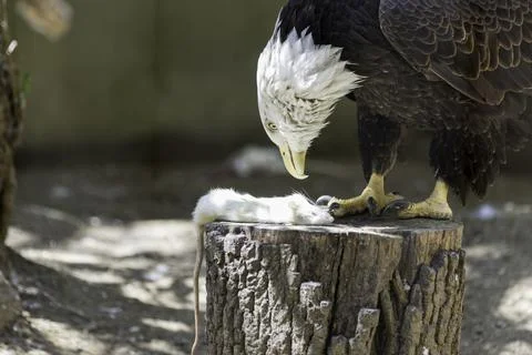 American Bald Eagle Stock Photos
