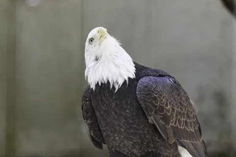 American Bald Eagle Stock Photos