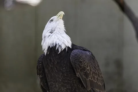 American Bald Eagle Stock Photos