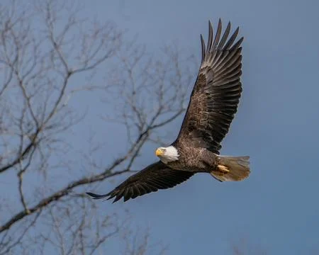 American Bald Eagle Stock Photos