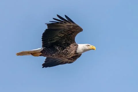 American Bald Eagle Stock Photos