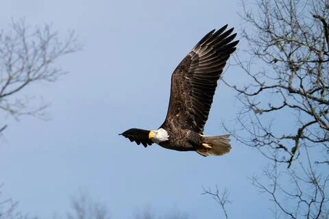American Bald Eagle Stock Photos